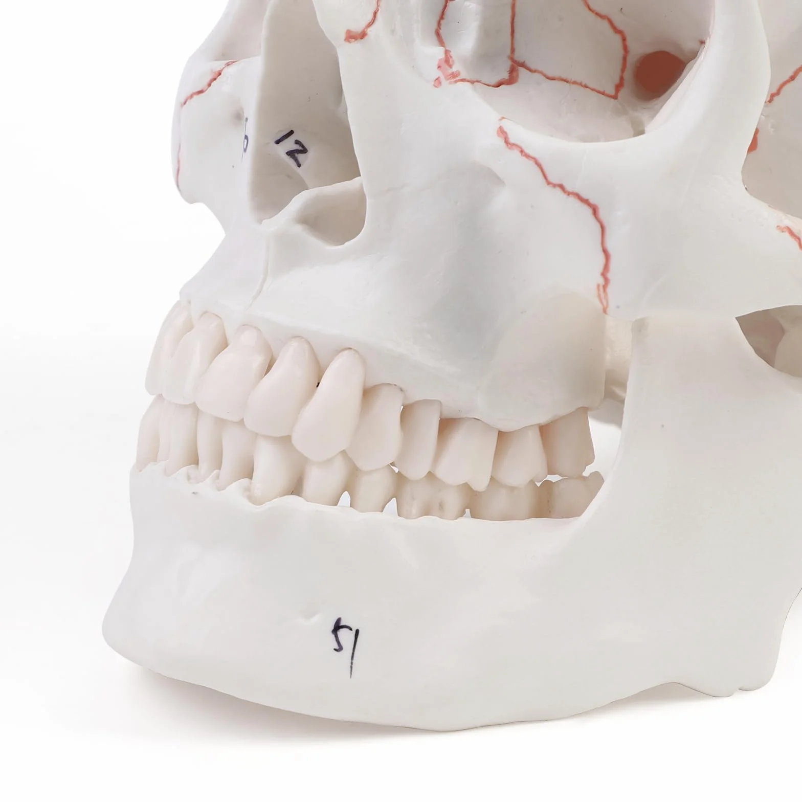 Anatomiczny model czaszki szkieletu do nauczania anatomii z cyfrowym szyciem i logo
