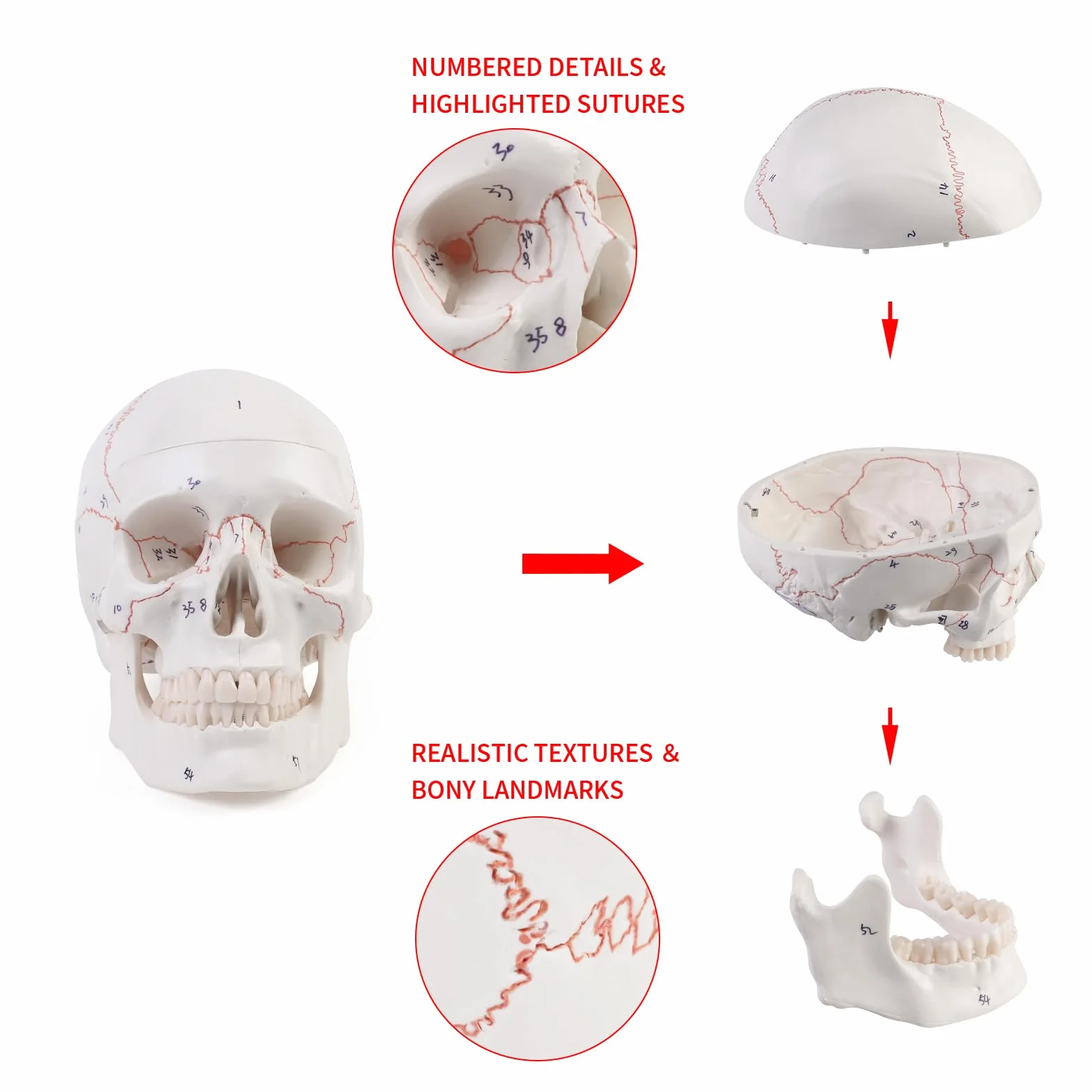 Anatomiczny model czaszki szkieletu do nauczania anatomii z cyfrowym szyciem i logo