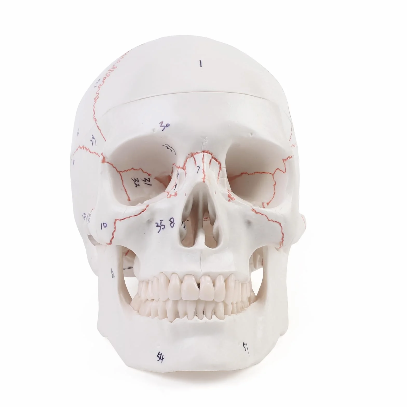 Anatomiczny model czaszki szkieletu do nauczania anatomii z cyfrowym szyciem i logo