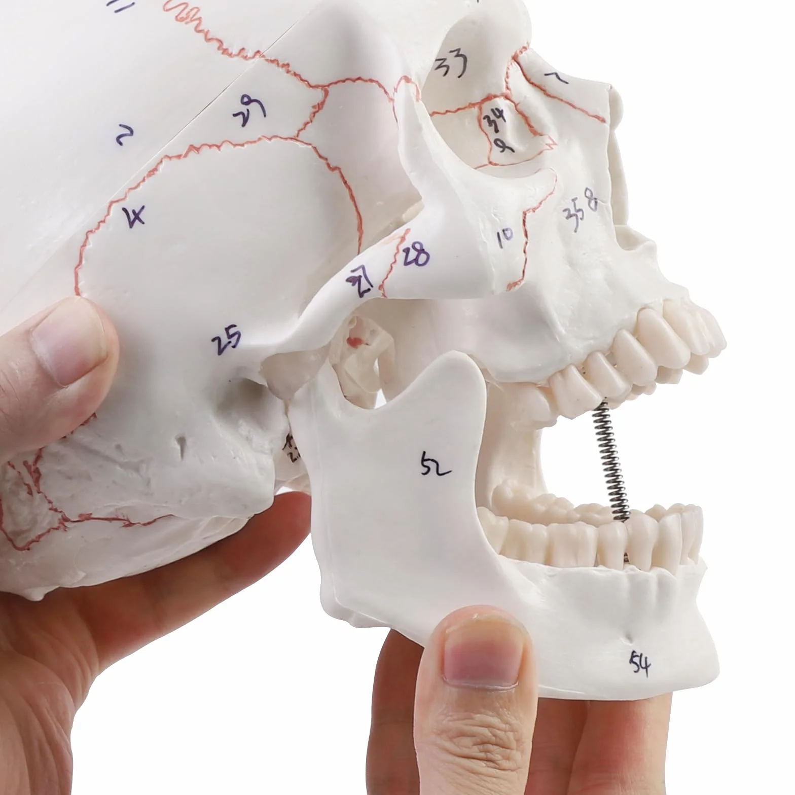 Anatomiczny model czaszki szkieletu do nauczania anatomii z cyfrowym szyciem i logo