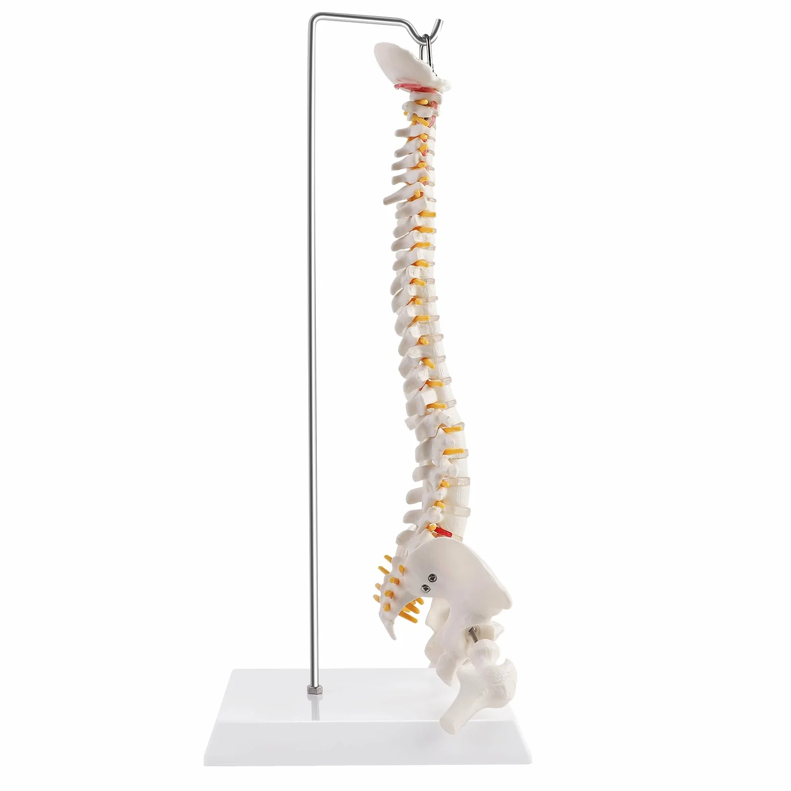 ERWEY Model ludzkiego kręgosłupa, model szkieletu kręgosłupa z kręgosłupem, miednicą, udami, cokołem i stojakiem do badań medycznych w klasie, 45 cm