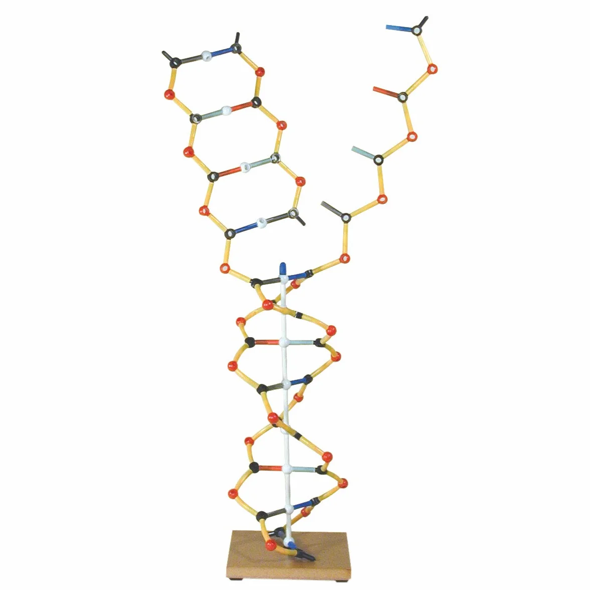 Model DNA - RNA