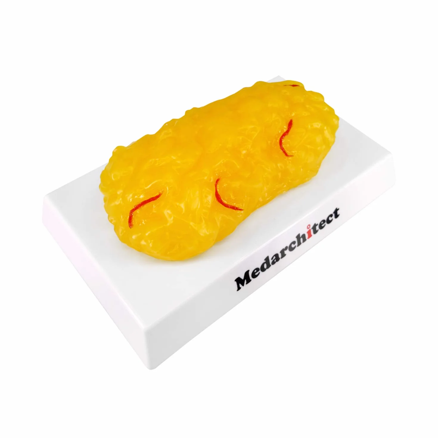 Model anatomiczny tkanki tłuszczowej 450 gm