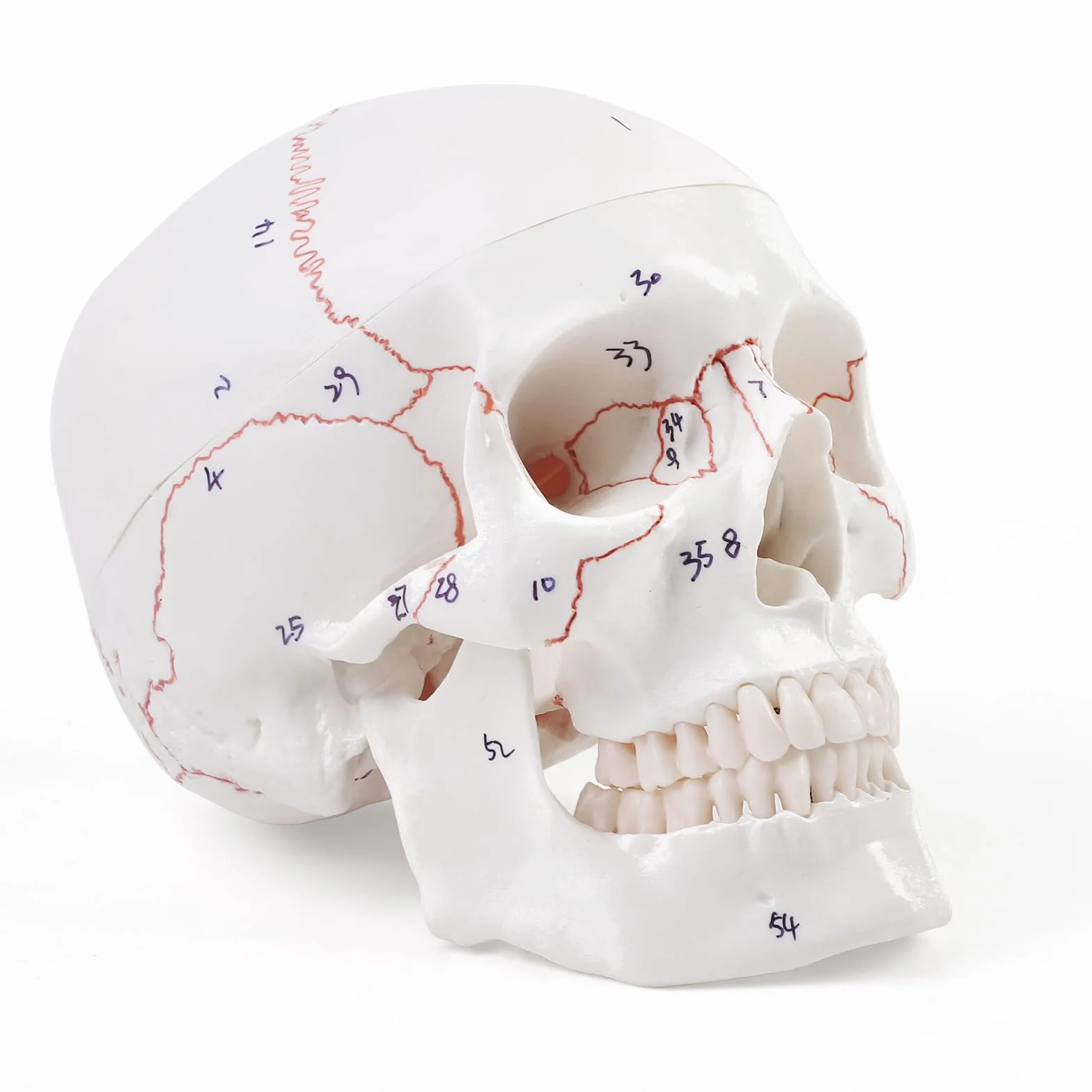 Anatomiczny model czaszki szkieletu do nauczania anatomii z cyfrowym szyciem i logo